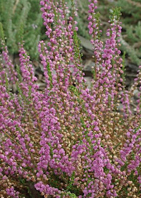 Calluna vulgaris 'Tib'